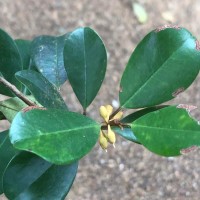 Palaquium zeylanicum Verdc.